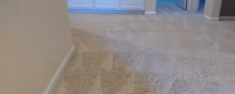 Best Cleaning Carpets